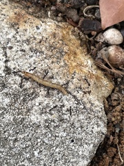 Pterygota
