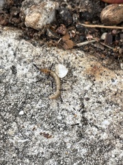 Pterygota