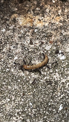 Pterygota