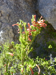 Erica haematosiphon