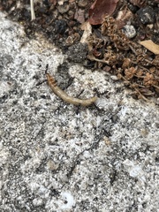 Pterygota