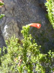 Erica haematosiphon