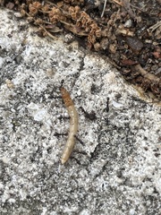 Pterygota