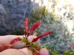 Erica haematosiphon