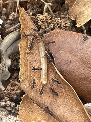 Pterygota