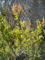Erica haematosiphon