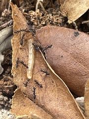 Pterygota