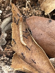 Pterygota