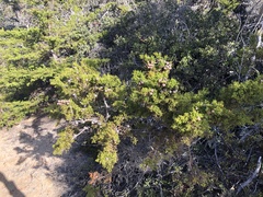 Cupressus goveniana