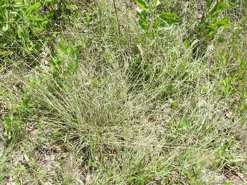 Image of Eragrostis sessilispica by (c) Sam Kieschnick, some rights reserved (CC BY)