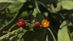 Consolea spinosissima