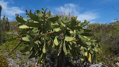 Consolea spinosissima