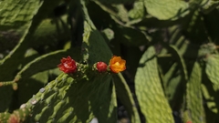 Consolea spinosissima