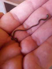 Leptotyphlopidae
