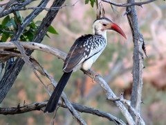 Tockus damarensis