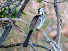 Tockus damarensis