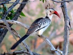 Tockus damarensis