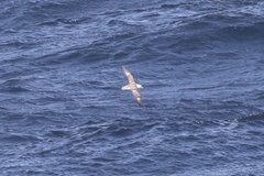Fulmarus glacialis