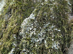 Phaeophyscia leana
