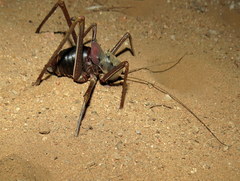 Acanthoplus longipes