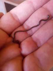 Leptotyphlopidae