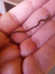 Leptotyphlopidae