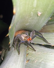 Cupiennius chiapanensis