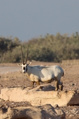 Oryx leucoryx