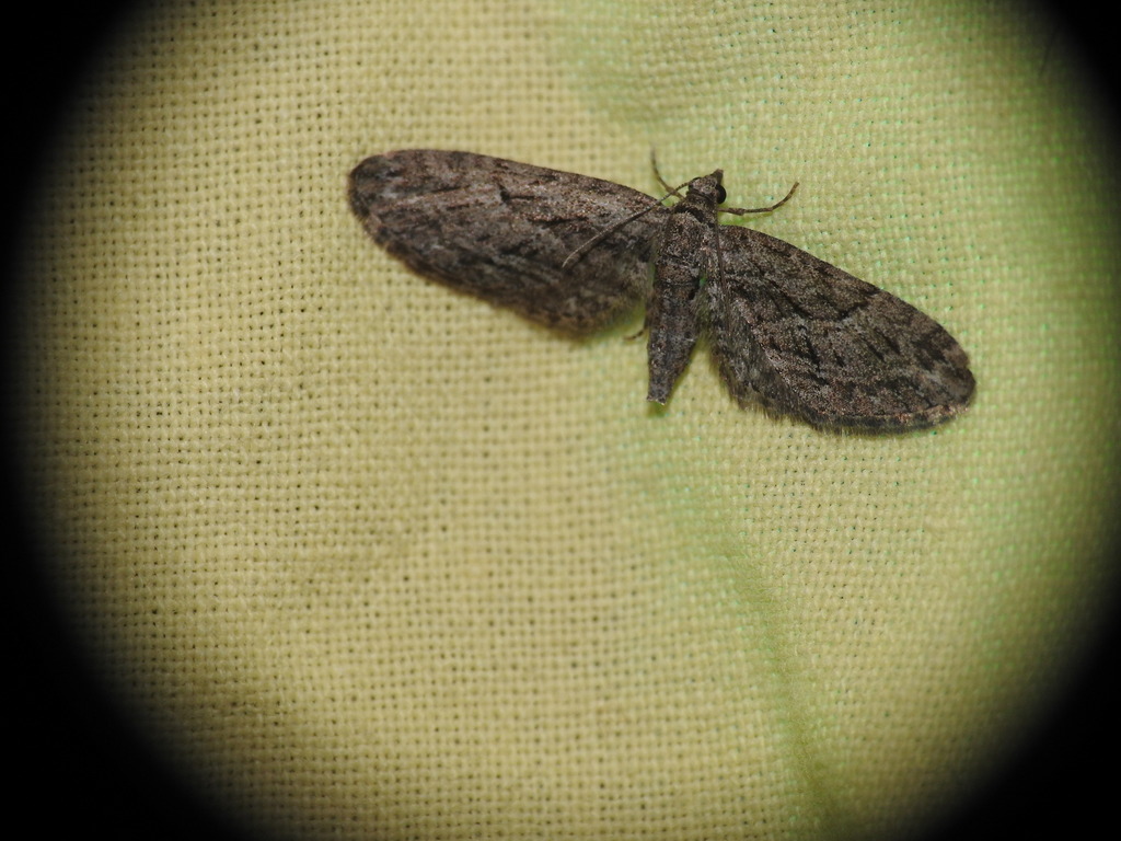 Eupithecia oxycedrata