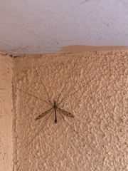 Tipula