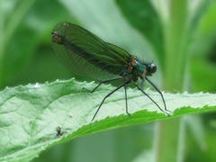 Calopteryx
