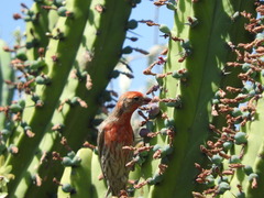 Haemorhous mexicanus
