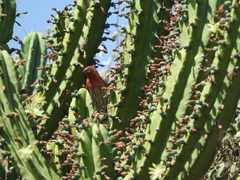 Haemorhous mexicanus