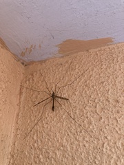 Tipula