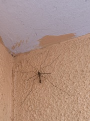 Tipula