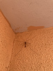 Tipula