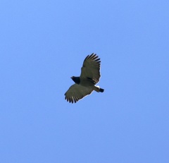 Morphnarchus princeps