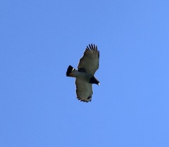 Morphnarchus princeps