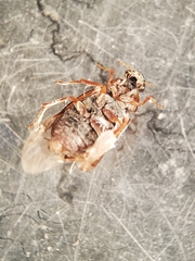 Berosus fraternus