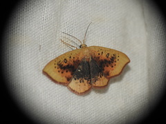 Cyclophora lennigiaria