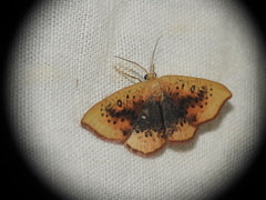 Cyclophora lennigiaria