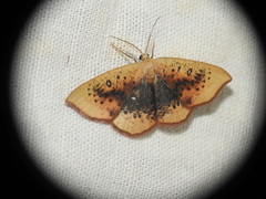 Cyclophora lennigiaria