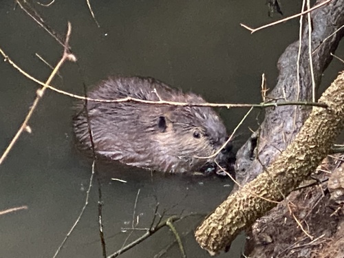 American Beaver photographed in Kentucky