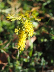 Thymelaea ruizii