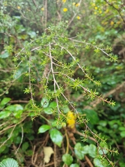 Kunzea serotina