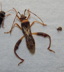 Tupalus fasciatus