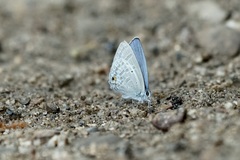 Catochrysops panormus
