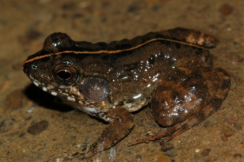 Belly's Madagascar Frog, Mantidactylus bellyi