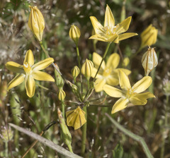 Triteleia ixioides scabra