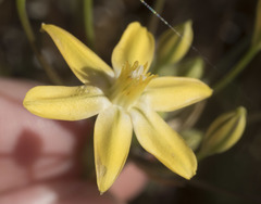 Triteleia ixioides scabra